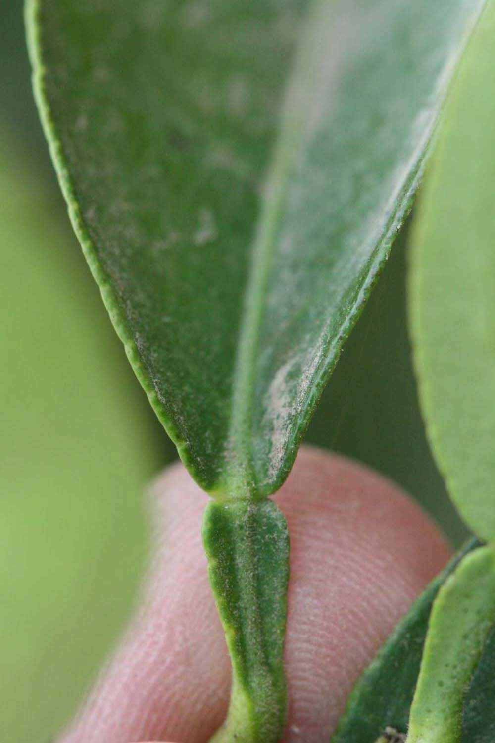              Petiole (Riverside, CA)            